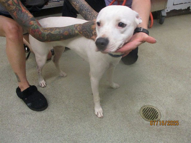 adoptable Dog in OKC, OK named DIAMOND MARIE