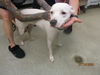 adoptable Dog in  named DIAMOND MARIE
