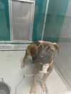 adoptable Dog in  named SHASTA