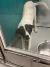 adoptable Dog in  named LUCKY