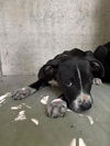 adoptable Dog in  named JASMINE