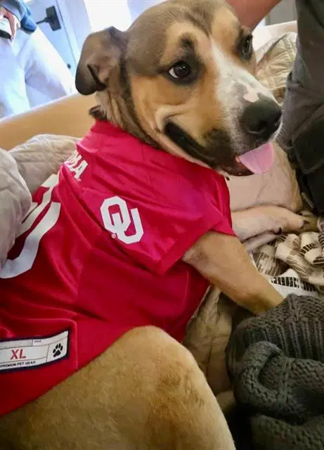 Duke - Terrier