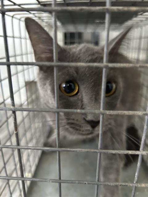 adoptable Cat in OKC, OK named A459209