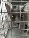 adoptable Cat in  named A459209