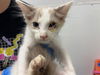 adoptable Cat in  named 7
