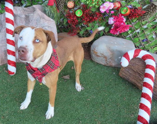picture of the dog needing adoption