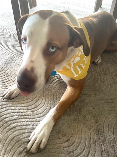 SKYE - Pit Bull Terrier for adoption in Oklahoma City