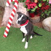 ROSALIE - Photo 1