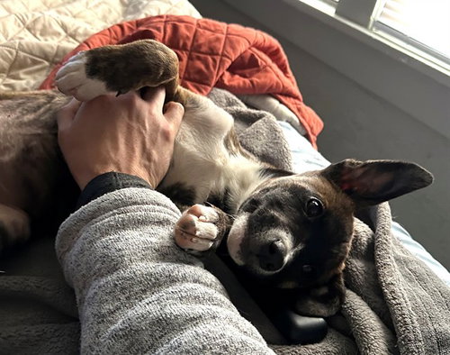 picture of the dog needing adoption