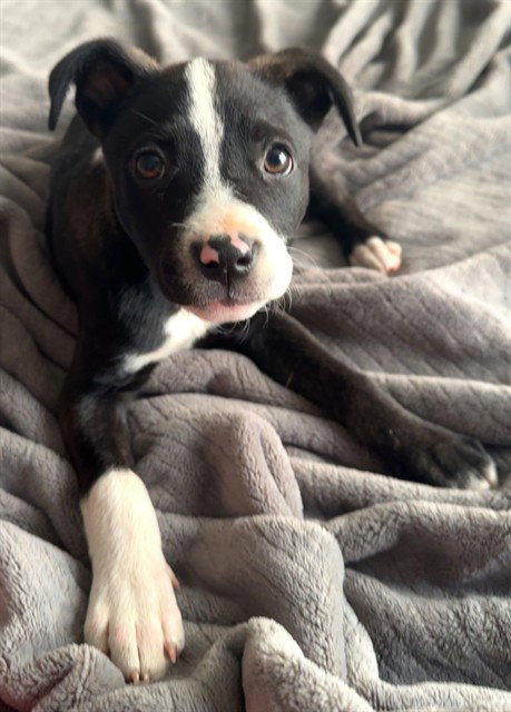 picture of the dog needing adoption
