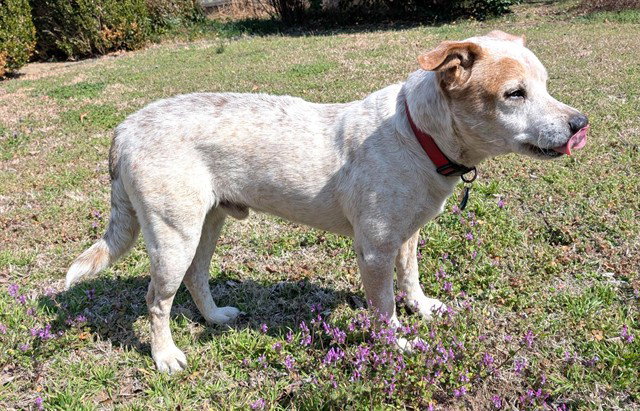 Australian Cattle Dog