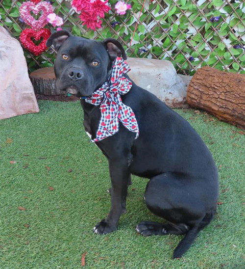 picture of the dog needing adoption