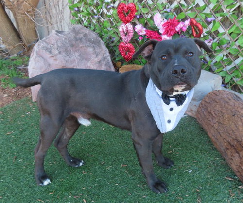 picture of the dog needing adoption