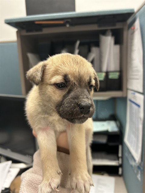 Black Mouth Cur