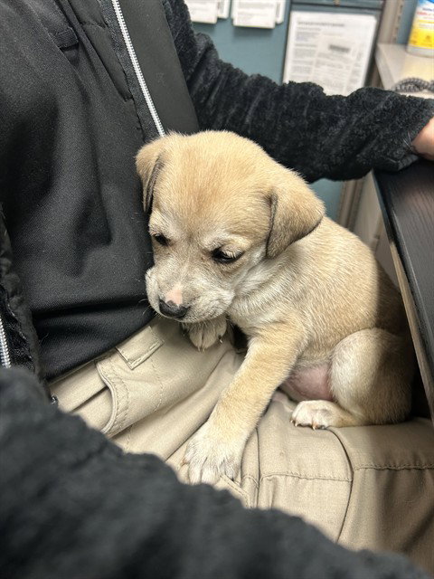 picture of the dog needing adoption