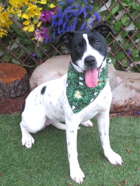 Australian Cattle Dog