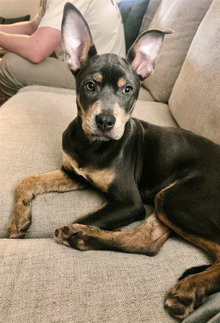 PICKLES Image