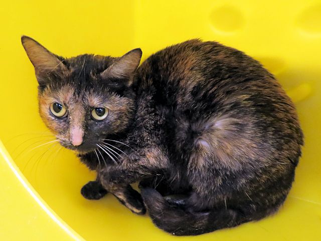 TILLY Image