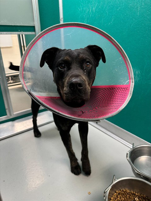 MO, an adoptable Rottweiler in Oklahoma City, OK