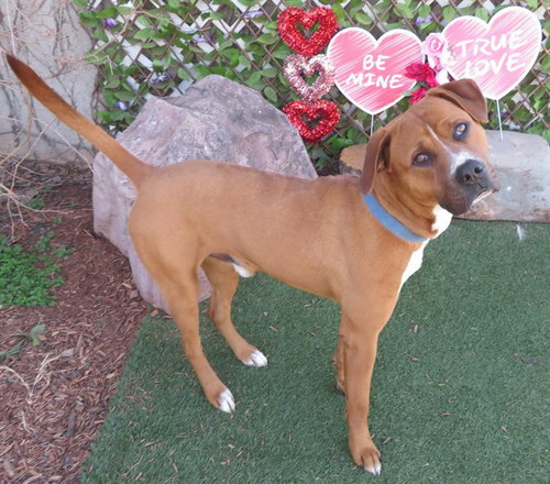 picture of the dog needing adoption