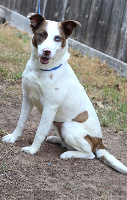 LAINEY, an adoptable Hound in Oklahoma City, OK