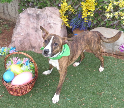 picture of the dog needing adoption