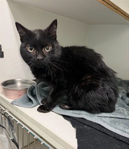 picture of the cat needing adoption