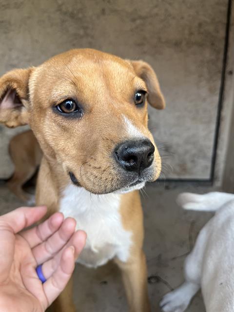 PRETZEL, an adoptable Pit Bull Terrier in Oklahoma City, OK