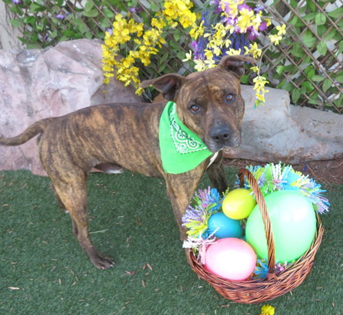 COWBOY, an adoptable Pit Bull Terrier in Oklahoma City, OK