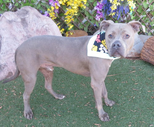 picture of the dog needing adoption