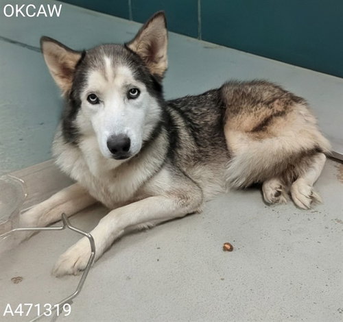 picture of the dog needing adoption