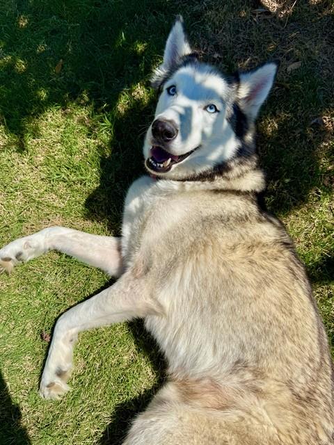 STORMY, an adoptable Siberian Husky in Oklahoma City, OK