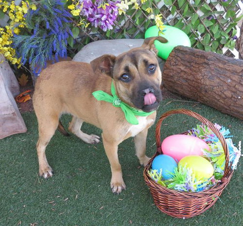HONEY - Mastiff available for adoption