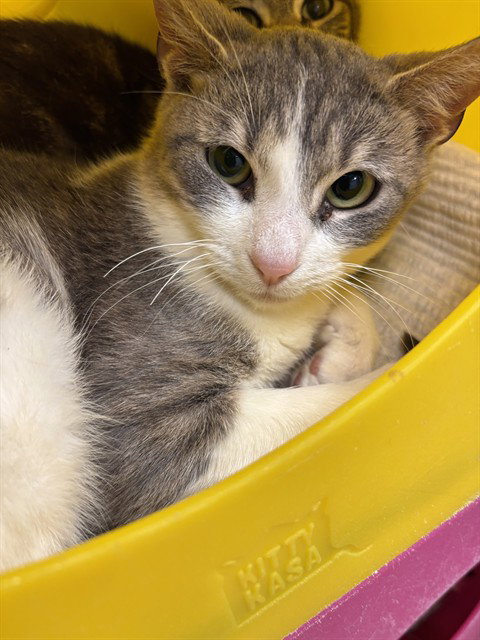 P4 - Domestic Short Hair for adoption in Oklahoma City