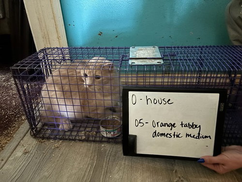 O5 - Domestic Medium Hair for adoption in Oklahoma City