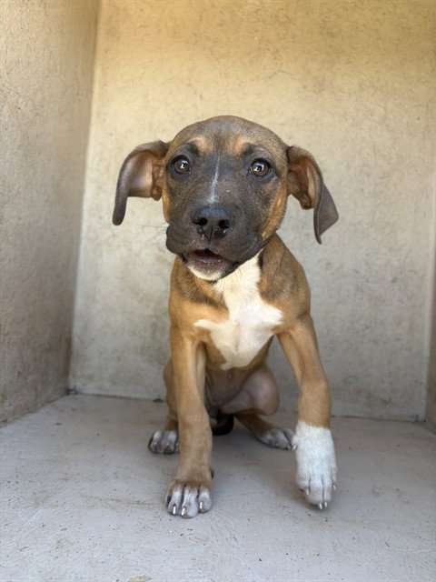 A471416 - Pit Bull Terrier available for adoption