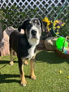 PETEY - Photo 1