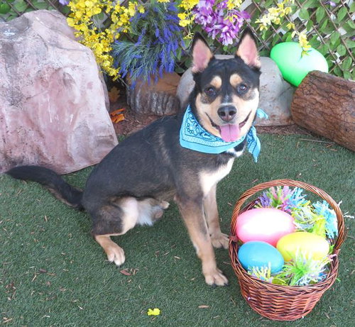 DUSTIN - Pit Bull Terrier / Husky available for adoption