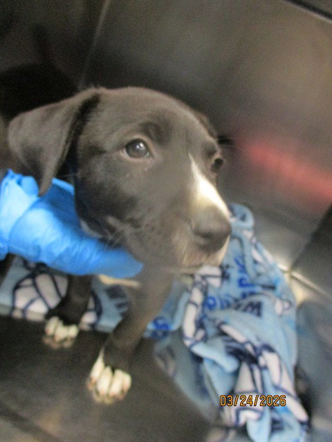 picture of the dog needing adoption
