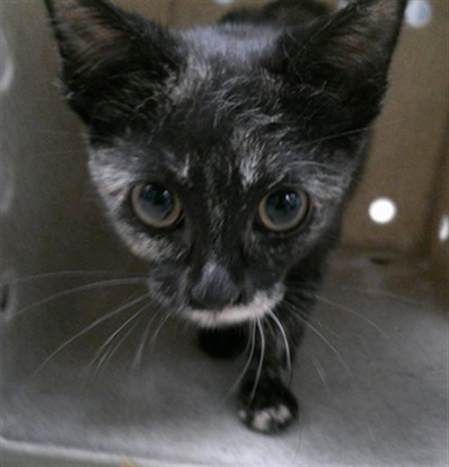 DUMPLING, an adoptable Domestic Short Hair in Oklahoma City, OK