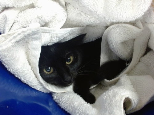 A471621, an adoptable Domestic Short Hair in Oklahoma City, OK