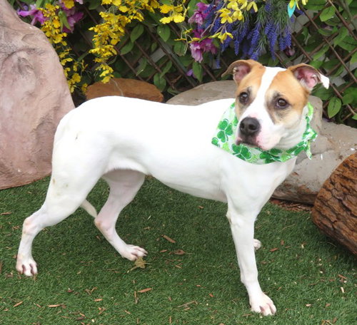 picture of the dog needing adoption