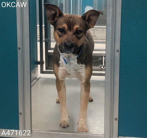 SPARKY, an adoptable Pit Bull Terrier in Oklahoma City, OK
