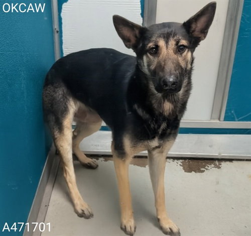 NICHOLAS, an adoptable German Shepherd Dog in Oklahoma City, OK