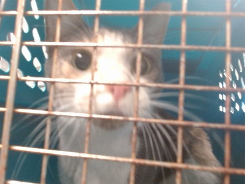 A471579, an adoptable Domestic Short Hair in Oklahoma City, OK