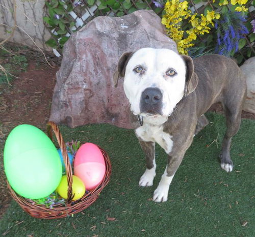 SMOKE, an adoptable Pit Bull Terrier in Oklahoma City, OK