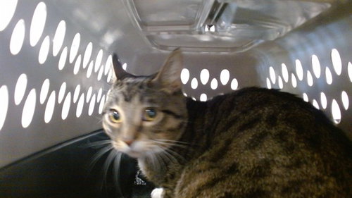 IRIS, an adoptable Domestic Short Hair in Oklahoma City, OK