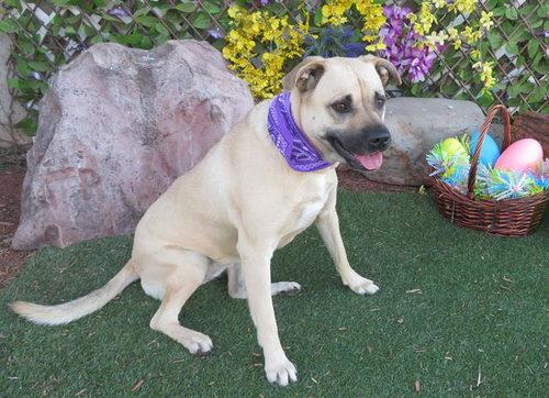 ZELDA, an adoptable Black Mouth Cur in Oklahoma City, OK
