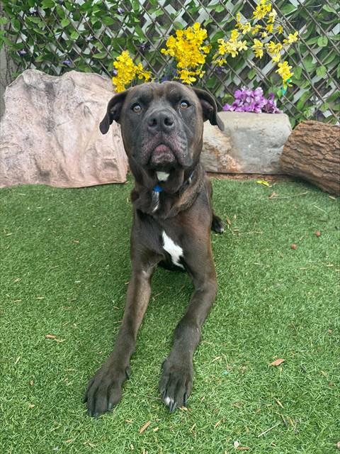 RUBBLE, an adoptable American Pit Bull Terrier in Oklahoma City, OK