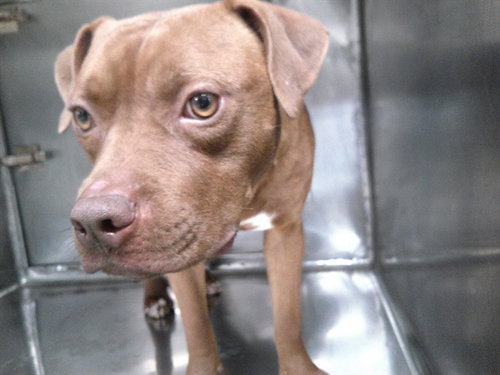 BENNY, an adoptable American Pit Bull Terrier in Oklahoma City, OK